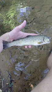 Brown Trout