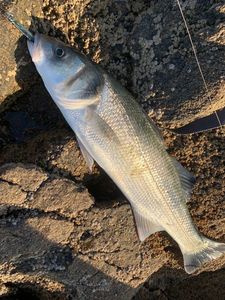 European Bass (Seabass)