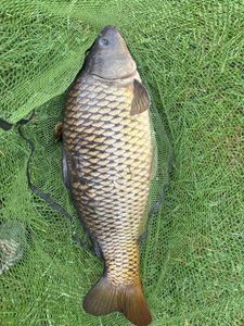 Common Carp