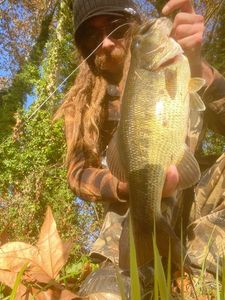 Largemouth Bass