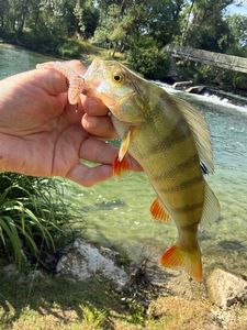 European Perch