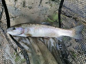 Rainbow Trout