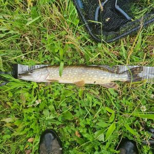 Northern Pike