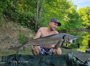 Beluga Sturgeon (European Sturgeon)