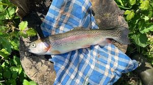 Rainbow Trout