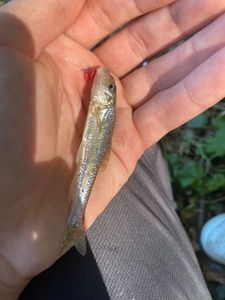 Gudgeon