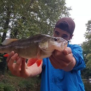 Yellow Perch