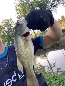 Largemouth Bass