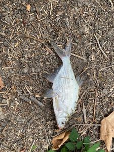 Common Bream