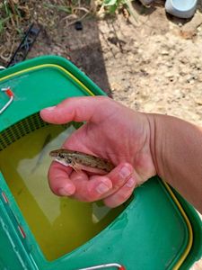 Gudgeon