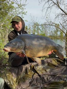 Mirror Carp