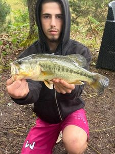 Largemouth Bass