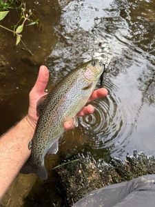Rainbow Trout