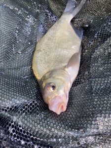 Common Bream