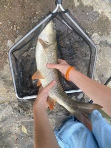Barbel