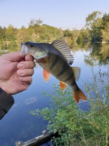 European Perch