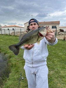 Largemouth Bass