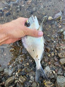 Gilthead Seabream