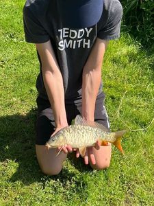 Mirror Carp
