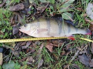 European Perch
