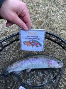 Rainbow Trout