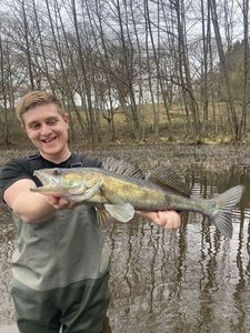 Zander