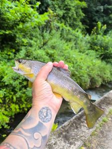 Brown Trout