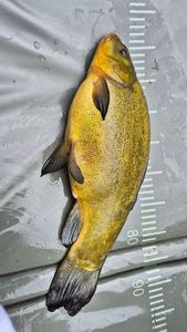 Tench