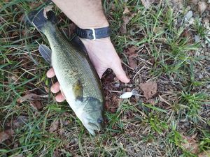 Largemouth Bass