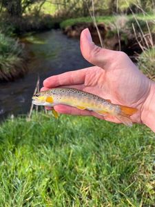 Brown Trout