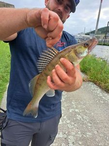 Zander