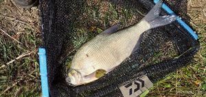 Common Bream