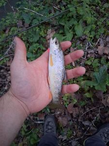 Brown Trout