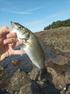 European Bass (Seabass)