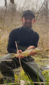 Brown Trout