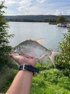 Common Bream
