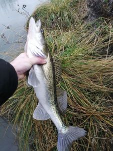 Zander