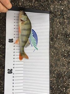 European Perch
