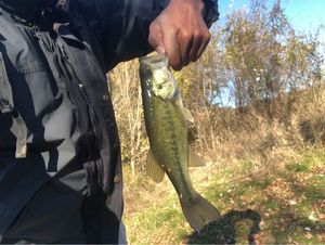 Largemouth Bass