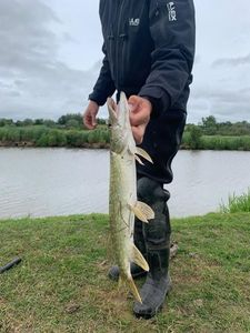 Northern Pike
