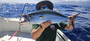 Dogtooth Tuna