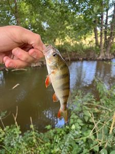 European Perch
