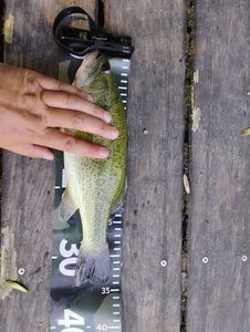 Largemouth Bass