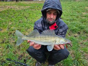 Zander