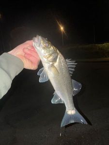 European Bass (Seabass)