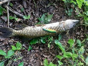 Northern Pike