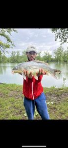 Koï Fish