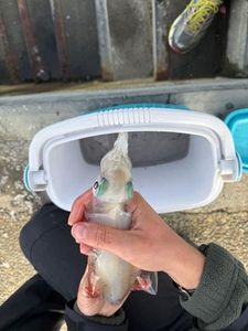 European Squid