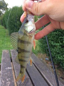 European Perch