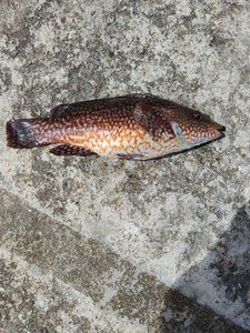 Ballan Wrasse